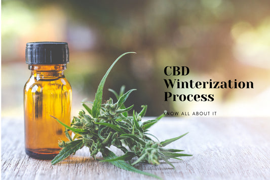 CBD winterization process: know all about it