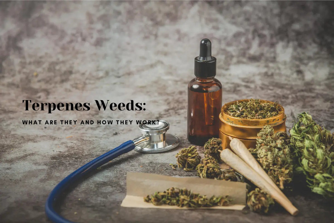TERPENES WEED: WHAT ARE THEY AND HOW THEY WORK