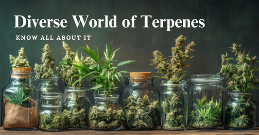 Terpenes are aromatic compounds found in many plants