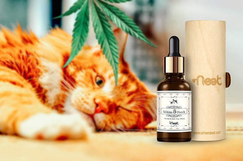 Wilkins and Pooch by Neet Pet 1000 mg Vijaya CBD Oil - Urhemped