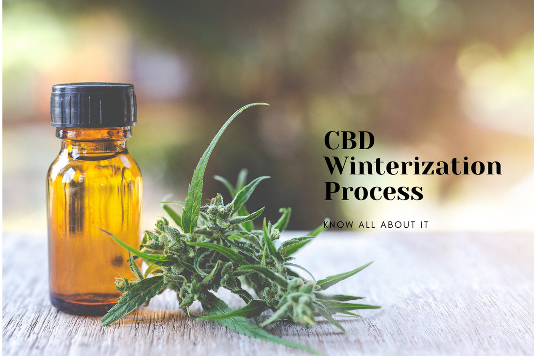 CBD winterization process: know all about it 