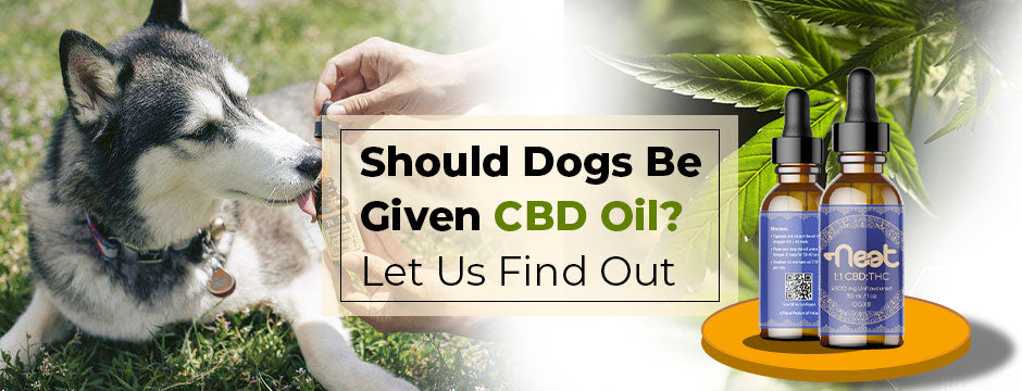 Should Dogs Be Given CBD Oil? Let Us Find Out