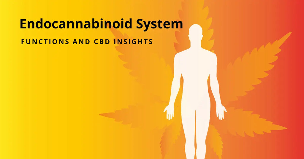 Unlocking the Endocannabinoid System: Functions and CBD Insights