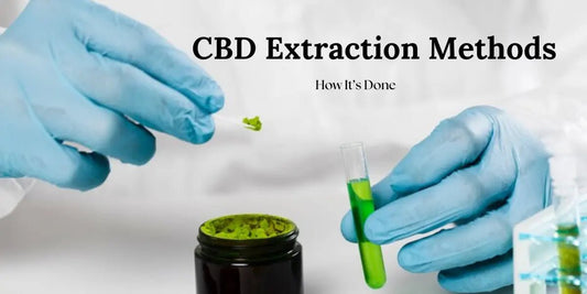CBD Extraction Methods: How It’s Done - Urhemped