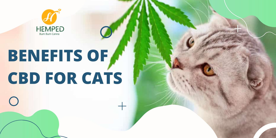 CBD for Cats: Everything You Need to Know - Urhemped