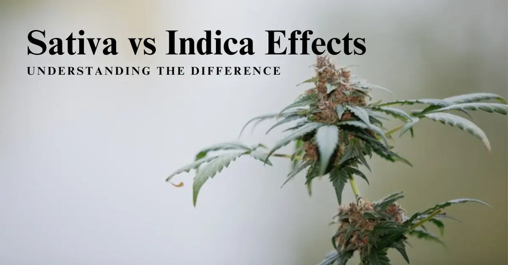 Sativa vs Indica Effects: Understanding the Difference