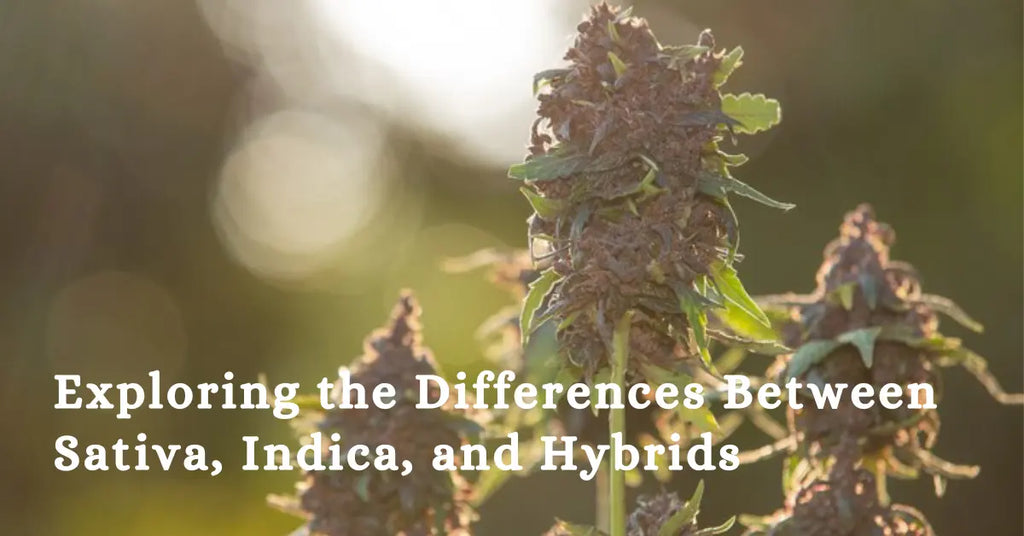 Exploring the Differences Between Sativa, Indica, and Hybrids