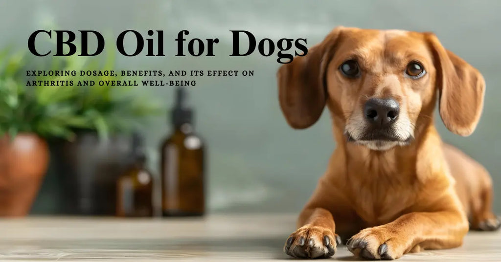 CBD Oil for Dogs: Exploring Dosage, Benefits, and Its Effect on Arthritis and Overall Well-Being