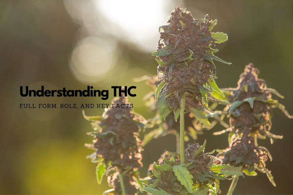 Understanding THC: Full Form, Role, and Key Facts